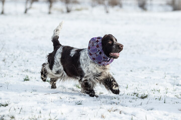 English Springer Spaniel running in snowy field outdoors in winter. Active hunting dog in motion, natural winter landscape, energy and freedom concept.