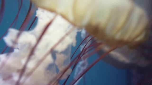 Close Up Jellyfish Tentacles Drifting Blue Background, Translucent Bell Pulsing With Long Reddish Filaments