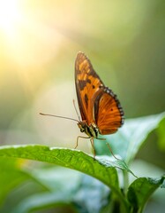 Obraz premium A butterfly perches on green leaves in a sunlit natural setting