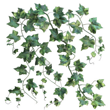 green leaves from Javanese treebine or grape ivy (Cissus spp.), a jungle vine and hanging ivy plant bush foliage, isolated on a white background with a clipping path.