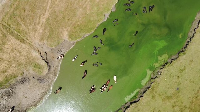 Buffalos, Caws in Water, Flying Drone Aerial View, Domestically Animal Bathing, Cooling in River, Stream, POV