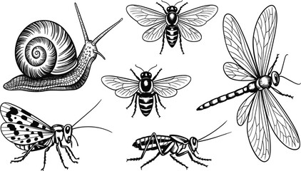 Hand drawn garden insect collection with snail bees dragonfly and grasshopper for nature wildlife vector © MdMajnur