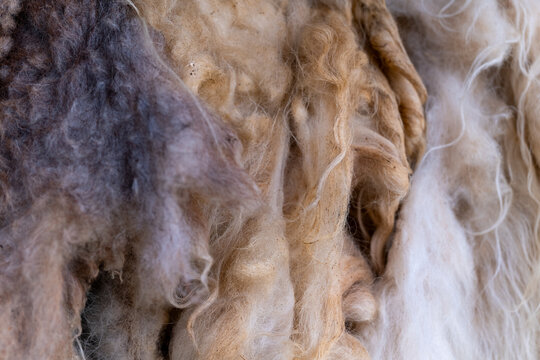 Beautiful natural fibers showcase the art of shearing in a cozy wool workshop in early spring sunlight