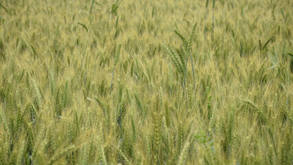 Fototapeta premium Young green wheat ears growing in a field during spring or early summer. Natural agricultural background, rural landscape, food production and farming concept.