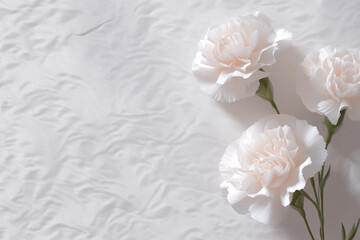 Obraz premium White Carnation Flowers with Soft Natural Light and Shadow on Minimal Background