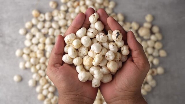Picking Makhana with a human hand.