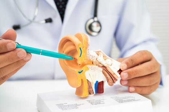 Asian doctor holding human ear model to learn and treat hearing loss in patient.