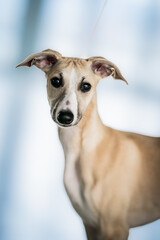 a cute head of whippet puppy creme color