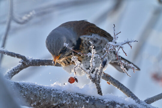 Fieldfare (Turdus pilaris) bird sits on a branch and eats wild berries on a sunny, frosty winter morning.