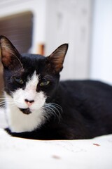 Close up a cute white black cat sitting on the bed room and looking at the camera 