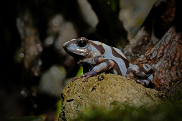 Obraz premium Dart frog