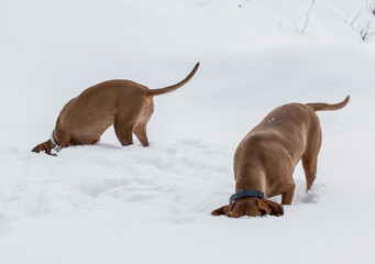 A pair of red-haired pointer dogs (Vizslas) are actively enjoying a winter walk.