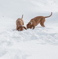 A pair of red-haired pointer dogs (Vizslas) are actively enjoying a winter walk.