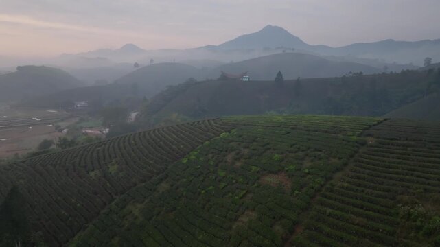 Close drone aerial over green tea fields with misty mountains in sunrise light, Tan Son District, Phu Tho, Vietnam.