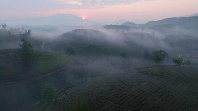 Sunrise aerial view of patterned tea rows and misty ridgelines in Tan Son District, Phu Tho, Vietnam.