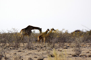 Girafes dans le parc national d'Etosha en Namibie 