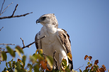 Aigle martial (Polemaetus bellicosus), dans le parc national d'Etosha en Namibie 