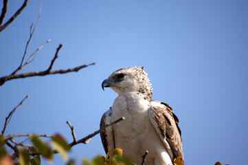 Aigle martial (Polemaetus bellicosus), dans le parc national d'Etosha en Namibie 