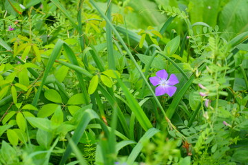 野に咲くツルニチニチソウ