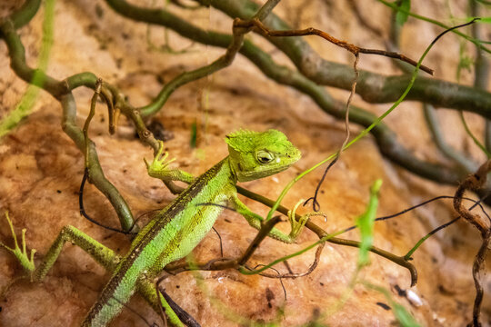Iguane casqu&eacute; parmi les branches vu en plong&eacute;e
