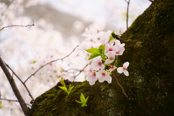 幹に咲く桜