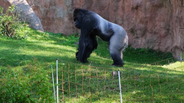 Silverback gorilla walking through the grass during the day outside suny day in zoo