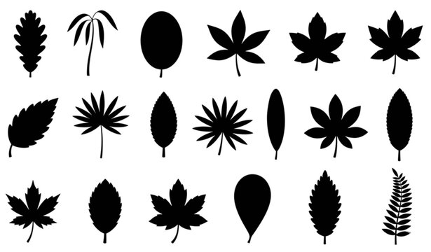 Assorted Botanical Leaf Silhouette Icons in Black Flat Vector Collection