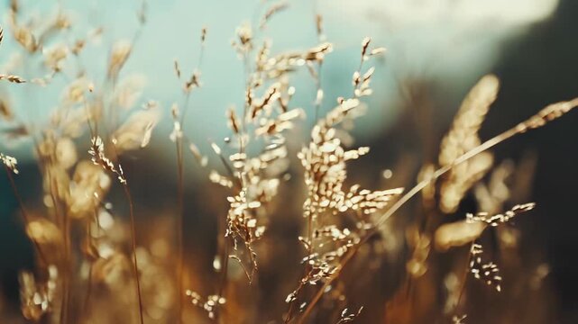 Golden field grass backlit by the warm, soft light of the summer sun, creating a serene and peaceful natural environment with a shallow depth of field