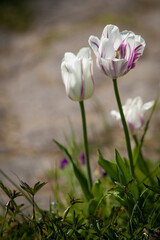 Obraz premium Tulipa gesneriana - white tulips with purple streaks in spring grass with soft background