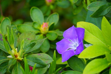 野に咲くツルニチニチソウ
