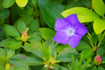 野に咲くツルニチニチソウ