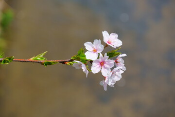 川辺に咲く桜