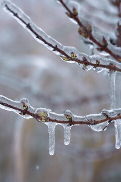 Freezing rain. Close-up view of tree branches fully encapsulated in ice glaze. Glazed frost or verglas natural occurrence