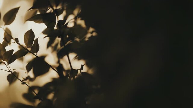 Branches with dark green leaves creating a warm, soft bokeh background, symbolizing growth, nature's tranquility, and serene environmental beauty under natural light