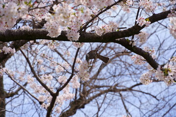 桜の密を吸うスズメ