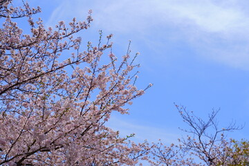 青空に映える桜