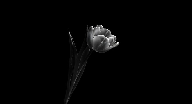 grayscale photo of single tulip with leaves  closeup