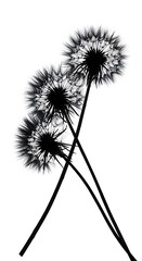 Silhouette of Three Dandelions