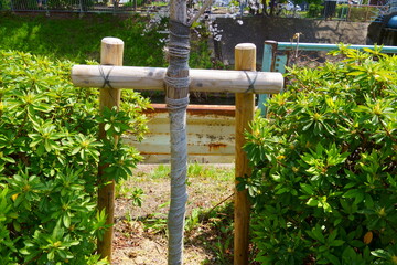 道路端にある樹木の添え木