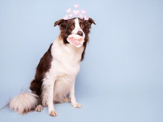 Cute and adorable border collie dog holding rose and posing with happy expression for celebration card on birthday or valentines day