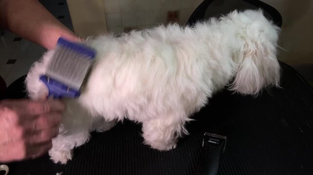 I comb my lapdog's fur with a slicker brush