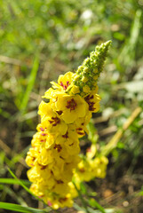 Black Mullein (Verbascum Nigrum), a branch of Dark Mullein plant growing in the wild