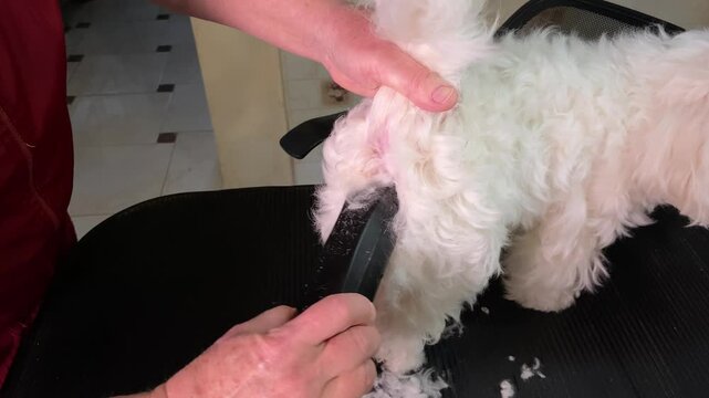 The lapdog's coat is cut with an electric clipper