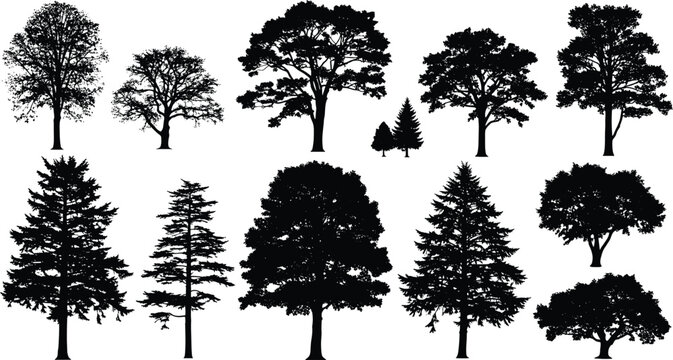 Black silhouettes of various trees on white background tree, silhouette, black, white, background, nature, landscape, forest, foliage, branches, trunks, leaves, pine, deciduous, evergreen, shapes, sil