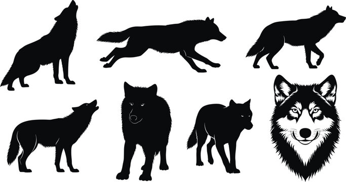 Black silhouettes and one detailed of wolves wolf animal wolf, wolves, black, silhouette, animal, pack, canine, mammal, wildlife, nature, white background, detailed, fur, standing, running, howling, s