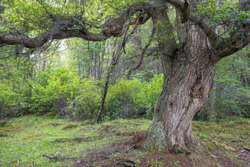 Fototapeta premium Old growth forest