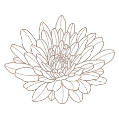 flower for design elements.	