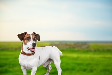 Cute happy dog pet running in spring