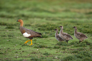 Obraz premium Upland goose female with chicks
