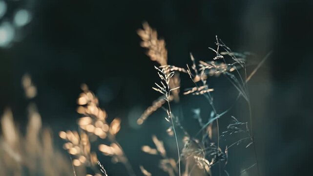 Grass spikes and seed heads glowing in warm evening backlight, soft golden bokeh and organic textures creating a tranquil, natural close up background for summer meadow scenes